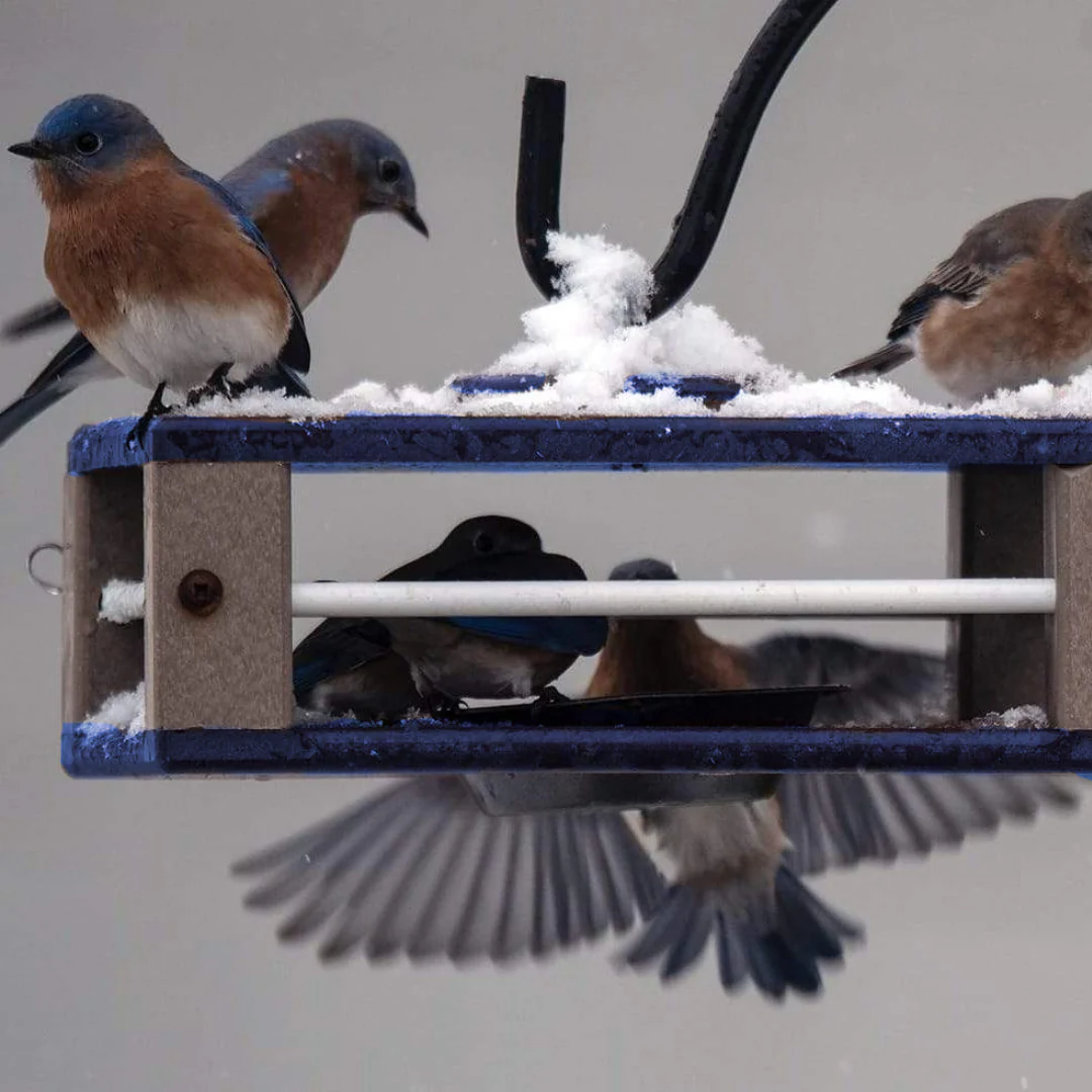 Bird Feeder Best Sellers